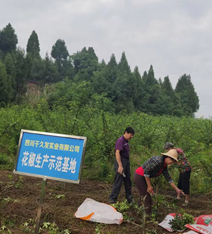 花椒采摘正當(dāng)時(shí) 歡聲笑語(yǔ)迎豐收