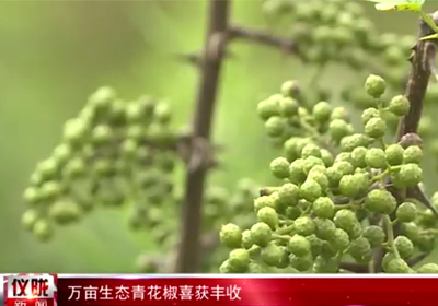 儀隴新聞 | 千久發(fā)萬(wàn)畝生態(tài)青花椒喜獲豐收