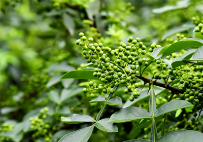 小小花椒引領(lǐng)川渝美食的獨(dú)特風(fēng)味